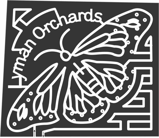07_CT_Middlefield_A Connecticut, Butterfly, insect.jpg
