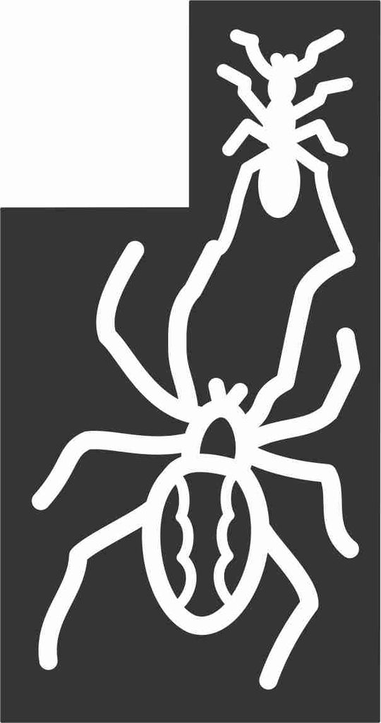 10_CA_Bakersfield D California, Spider, insect, 2010