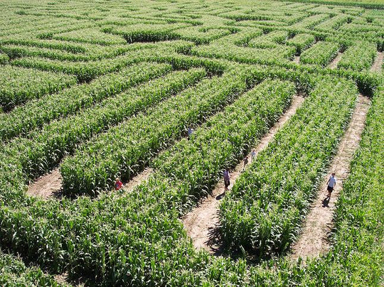 Maze_aerial view_sm.jpg