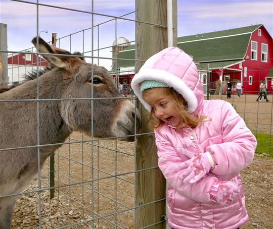 animals12.jpg