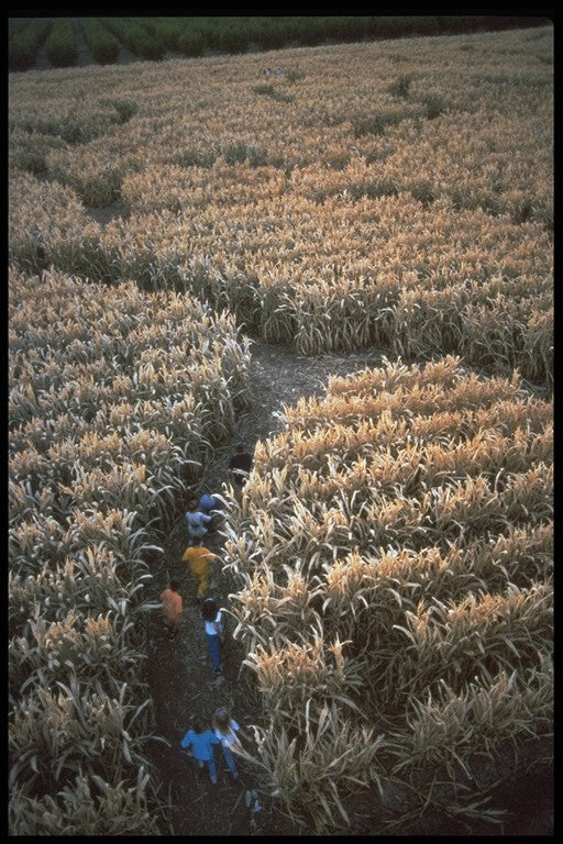 maze overview.jpg