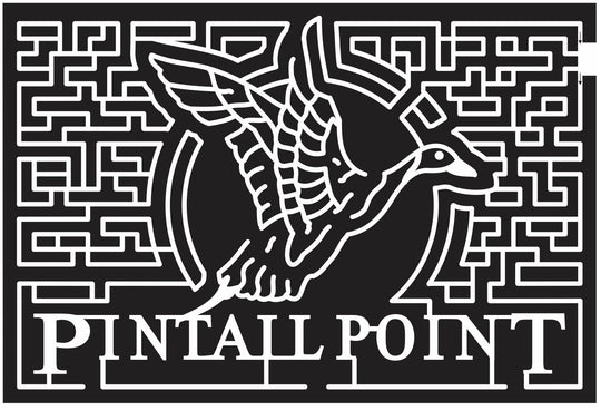 12_MD_Queenstown Maryland, Bird, Wings, Flying, Duck, 2012, pintail, point