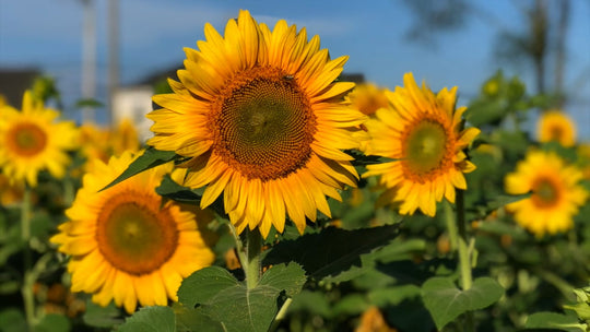 2020 Buttonwood Farm Hosting a Sunflower Festival On the Farm