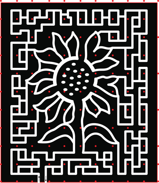 21_FL_Apopka sunflower flower