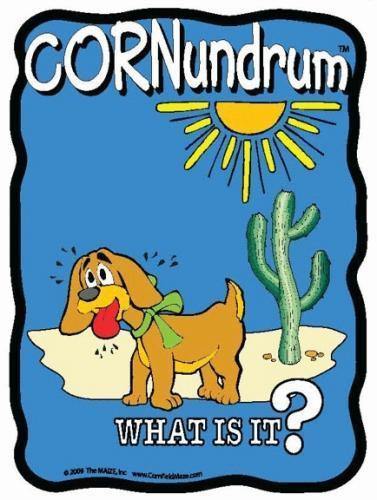 Hotdog Cornundrum