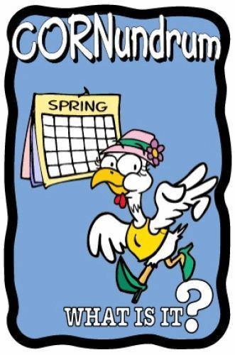 Spring Chicken Cornundrum - The MAiZE