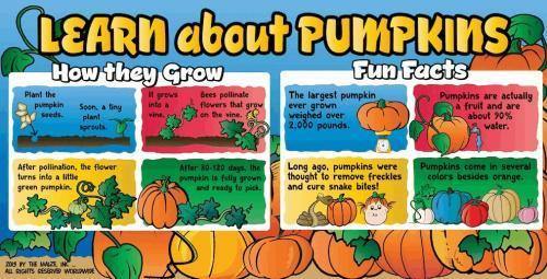 Pumpkin Education Banner