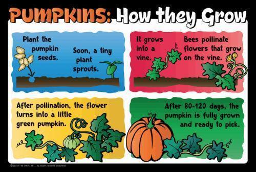 Pumpkin Education Sign - Growth Cycle - The MAiZE