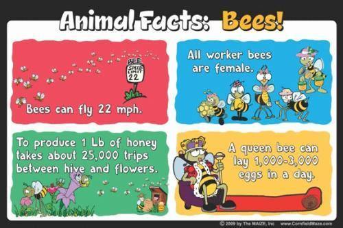 Bees Education Sign