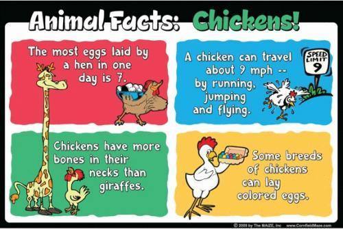 Chicken Education Sign - The MAiZE