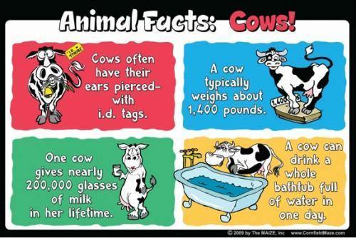 Cow Education Sign - The MAiZE