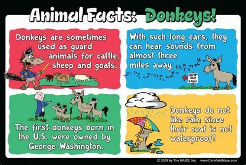 Donkey Education Sign - The MAiZE