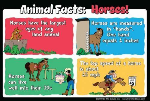 Horse Education Sign - The MAiZE