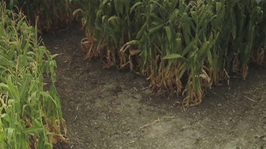 corn maze group lost teens kids