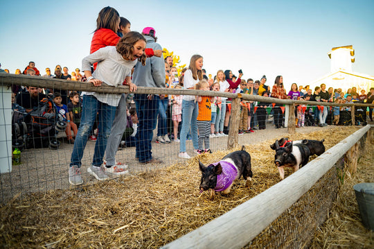 Pig Race_Pigs Racing 2_RJ.jpg