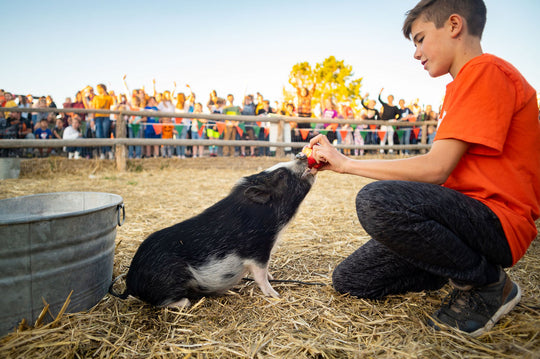 Pig Race_Princess Pig Wyatt_Sitting 1_RJ.jpg