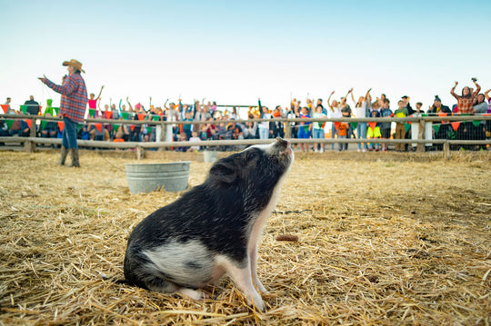 Pig Race_Princess Pig_Sitting 2_RJ.jpg