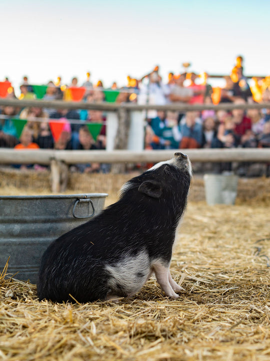 Pig Race_Princess Pig_Sitting 3_RJ.jpg