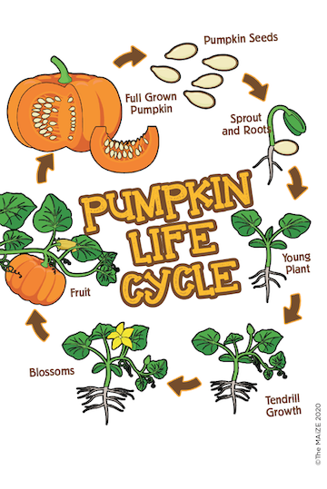 Munchkin Pumpkin Kit Sticker & Activity Card - The MAiZE