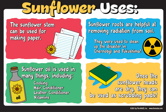Sunflower Uses Education Sign