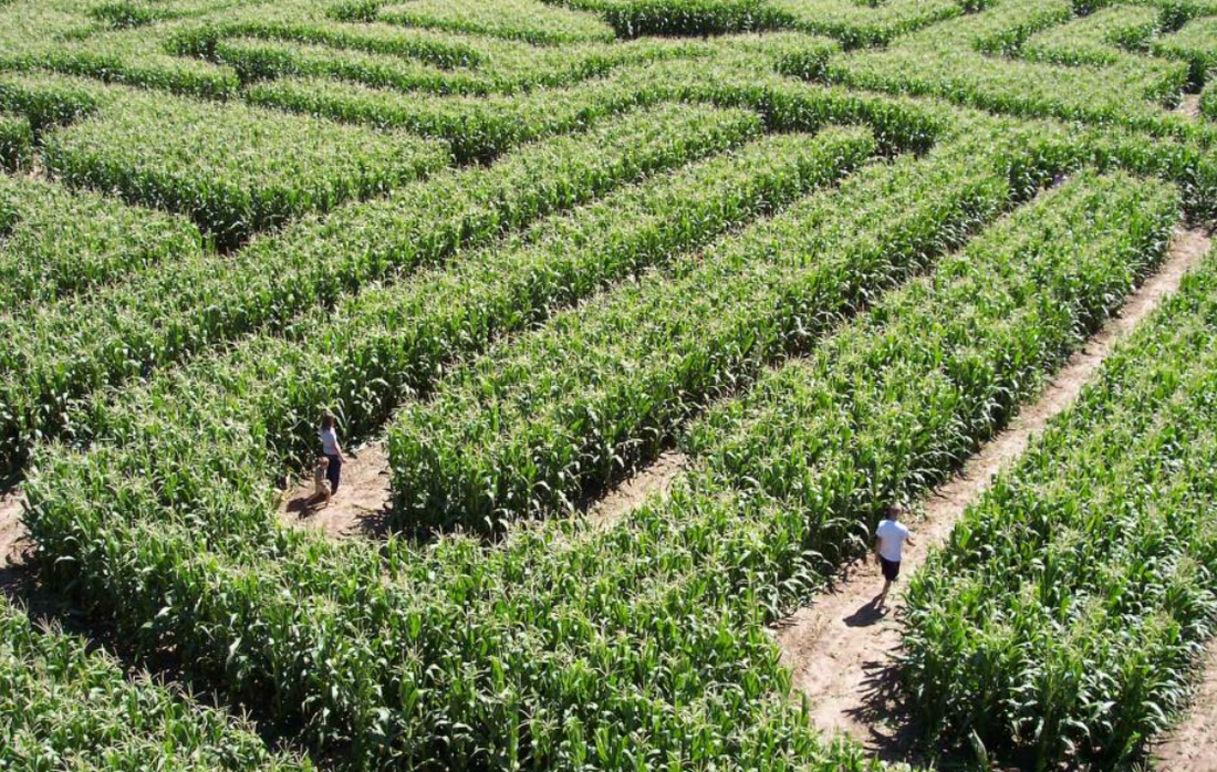 Custom Corn Maze