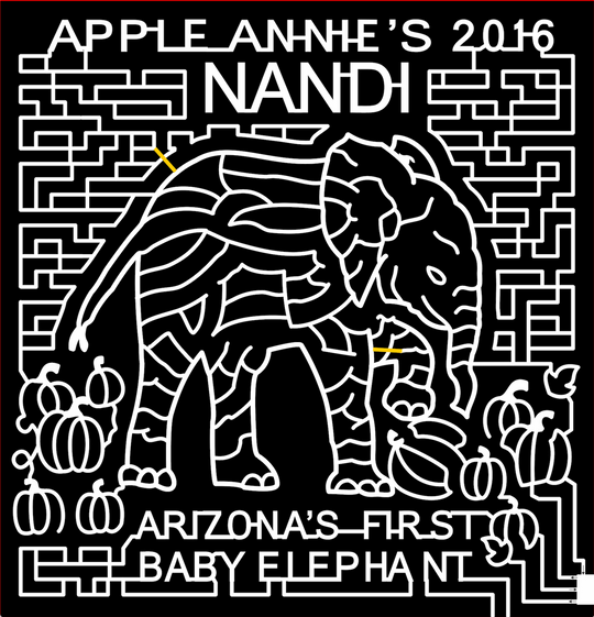 16_AZ_Willcox,2016, Arizona, Wilcox, apple annies, elephant, pumpkin, pumpkins, animal,leaf, leaves, baby, african animal, zoo animal, zoo, vine, vines