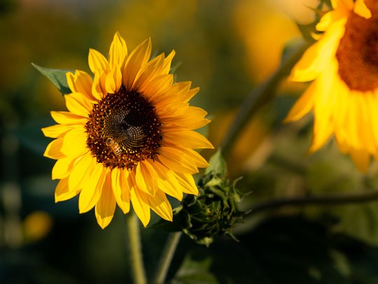 Sunflower with bee.jpg