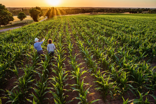 corn field sunset cupple man woman.jpeg