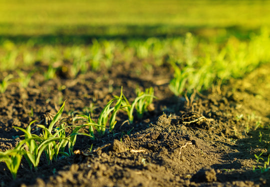 corn grow growning dirt photo small.jpg