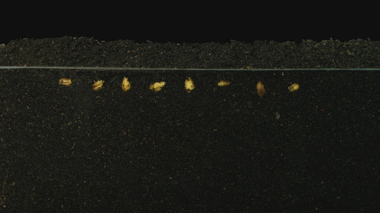 corn growing seeds time lapse dirt slow